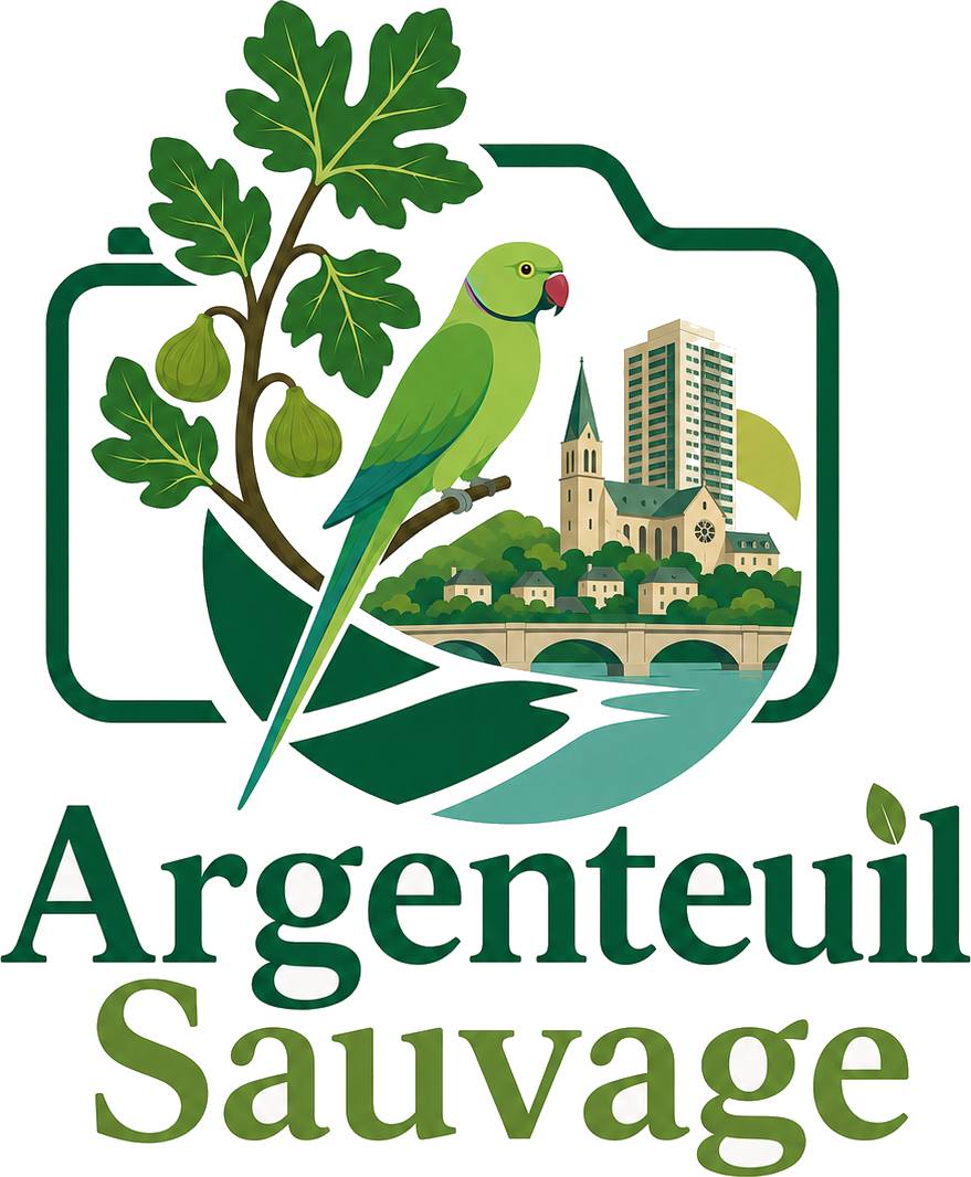 Argenteuil Sauvage