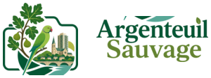 Argenteuil Sauvage